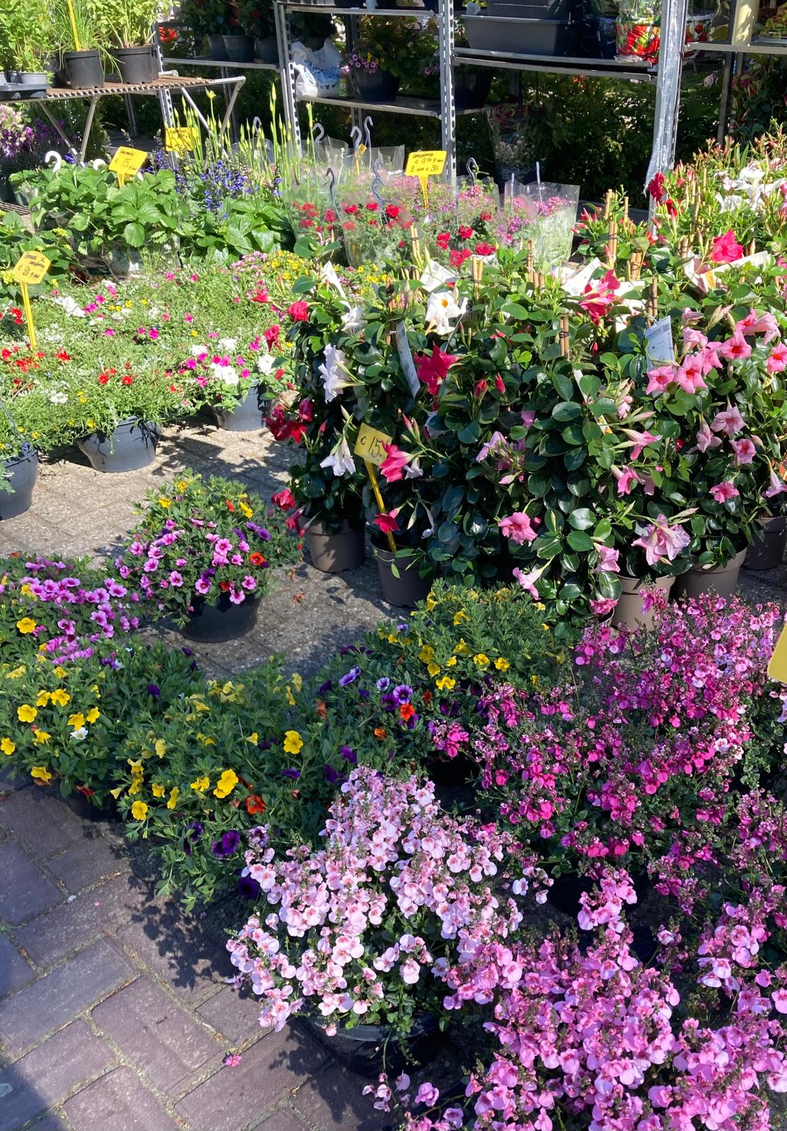 5x Pakket tuinbloemen